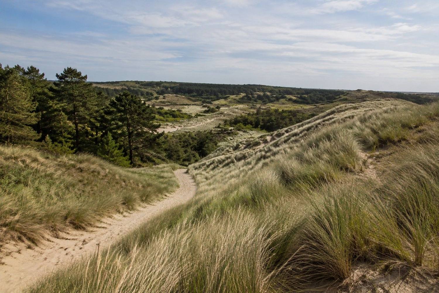 Duinlandschap met helmgras bij Egmond